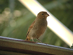 Sporophile rougegorge Loxigilla noctis dominicana