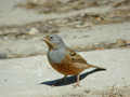 Bruant cendrillard Emberiza caesia