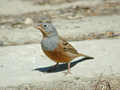 Bruant cendrillard Emberiza caesia