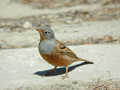 Bruant cendrillard Emberiza caesia