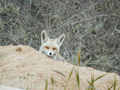 Renard roux Vulpes vulpes arabica