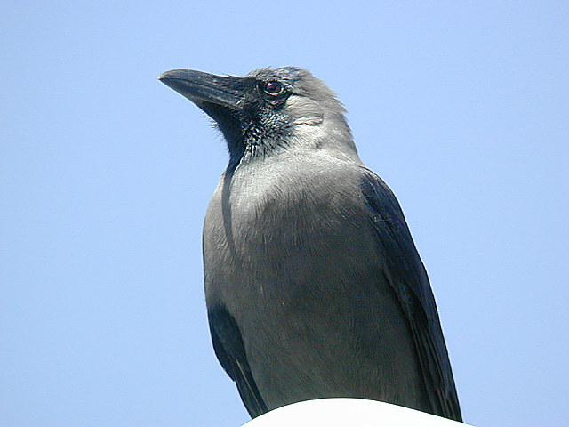 Corbeau familier - Corvus splendens