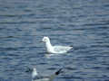 Goéland railleur Chroicocephalus genei