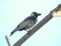 Corbeau familier Corvus splendens