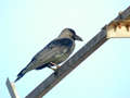 Corbeau familier Corvus splendens