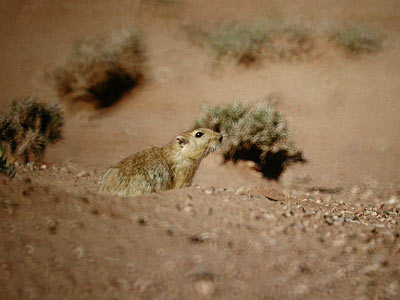 cliquer pour agrandir l'image