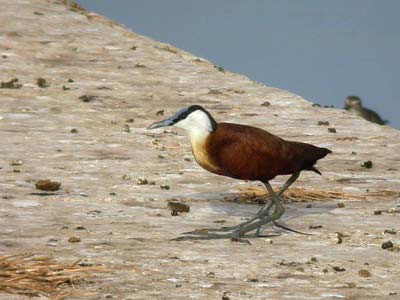 Jacana à poitrine dorée Actophilornis africana cliquer pour agrandir l'image