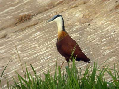 Jacana à poitrine dorée Actophilornis africana cliquer pour agrandir l'image