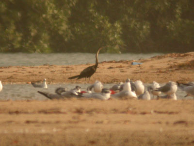 Anhinga d'Afrique Anhinga rufa cliquer pour agrandir l'image