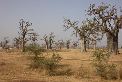 baobabs cliquer pour agrandire l'image