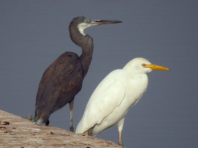 Héron garde-bœufs Bubulcus ibis & Aigrette des récifs Egretta gularis cliquer pour agrandir l'image