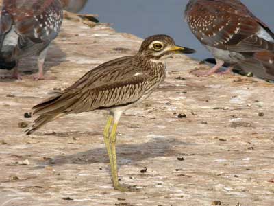 Œdicnème du Sénégal Burhinus senegalensis cliquer pour agrandir l'image