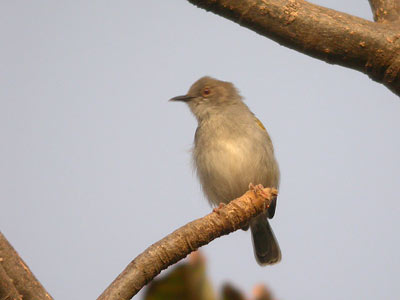 Camaroptère à dos gris Camaroptera brevicaudata cliquer pour agrandir l'image