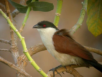 Coucal du Sénégal Centropus senegalensis cliquer pour agrandir l'image