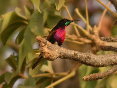 Souimanga à poitrine rouge Chalcomitra senegalensis cliquer pour agrandir l'image