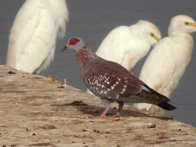 Pigeon roussard Columba guinea cliquer pour agrandir l'image