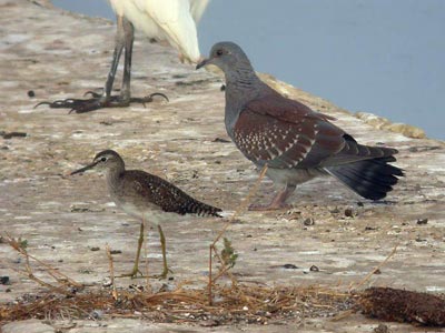 Chevalier sylvain Tringa glareola & Pigeon roussard Columba guinea cliquer pour agrandir l'image