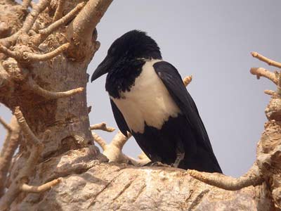 Corbeau pie Corvus albus cliquer pour agrandire l'image