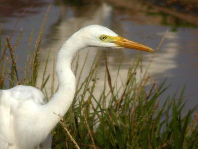 Héron à bec jaune Egretta intermedia cliquer pour agrandir l'image