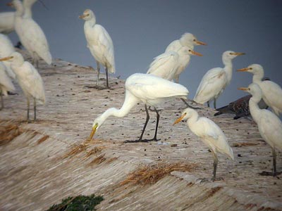 Héron à bec jaune Egretta intermedia & Héron garde-bœufs Bubulcus ibis cliquer pour agrandir l'image