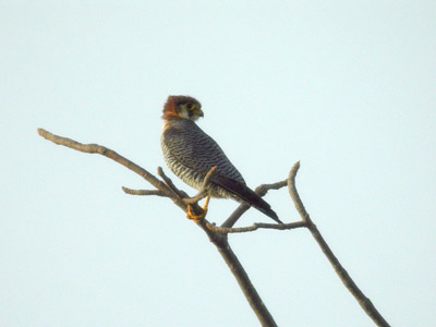 Faucon chicquera Falco chicquera cliquer pour agrandir l'image