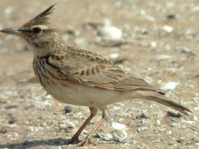 Cochevis huppé Galerida cristata cliquer pour agrandir l'image