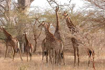 Girafes cliquer pour agrandir l'image