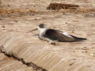 Échasse blanche Himantopus himantopus cliquer pour agrandir l'image