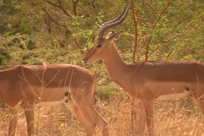 Impalas cliquer pour agrandir l'image