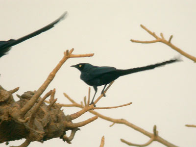 Choucador à longue queue Lamprotornis caudatus (cliquer pour agrandir l'image)