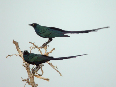 Choucador à longue queue Lamprotornis caudatus cliquer pour agrandir l'image