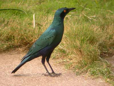 Choucador à oreillons bleus Lamprotornis chalybaeus cliquer pour agrandir l'image