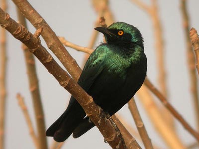 Choucador à oreillons bleus Lamprotornis chalybaeus cliquer pour agrandir l'image