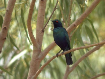 Choucador à oreillons bleus Lamprotornis chalybaeus cliquer pour agrandir l'image