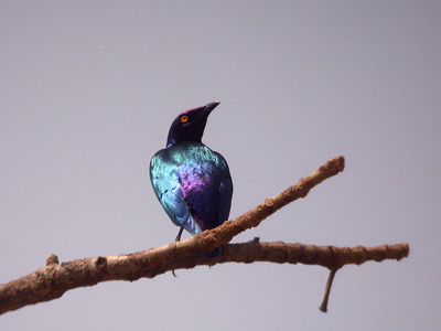 Choucador pourpré Lamprotornis purpureus cliquer pour agrandir l'image