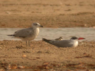 Goéland d’Audouin Larus audouinii cliquer pour agrandir l'image