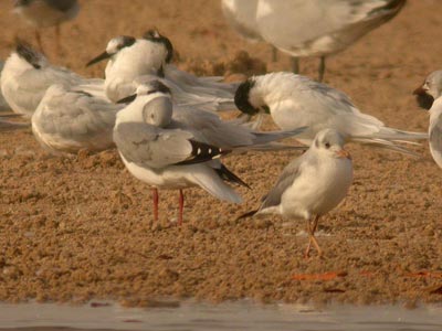 Mouette à tête grise Larus cirrocephalus cliquer pour agrandir l'image