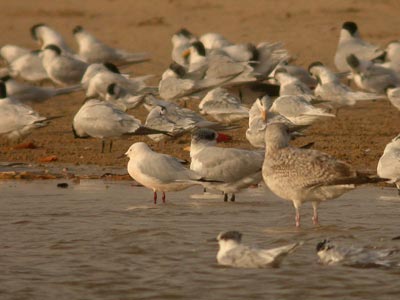 Goéland railleur Larus genei cliquer pour agrandir l'image