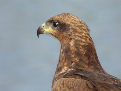 Milan parasite Milvus (migrans) parasitus cliquer pour agrandir l'image