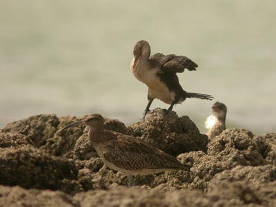 Courlis corlieu Numenius phaeopus et Cormoran africain Phalacrocorax africanus cliquer pour agrandir l'image