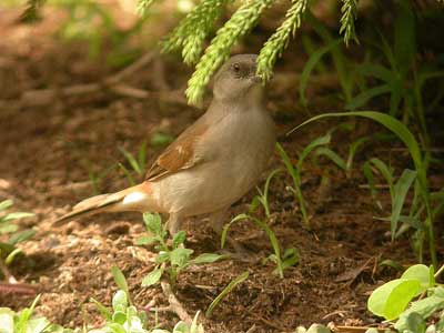 Moineau gris Passer griseus cliquer pour agrandir l'image