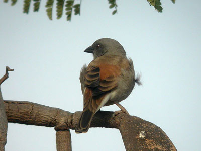 Moineau gris Passer griseus cliquer pour agrandir l'image