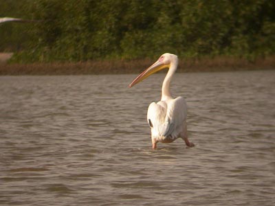 Pélican blanc Pelecanus onocrotalus cliquer pour agrandir l'image