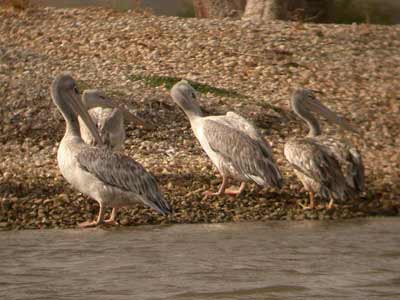 Pélican gris Pelecanus rufescens cliquer pour agrandir l'image