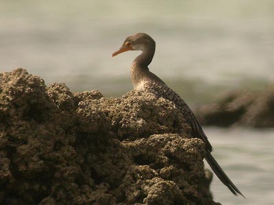 Cormoran africain Phalacrocorax africanus cliquer pour agrandir l'image