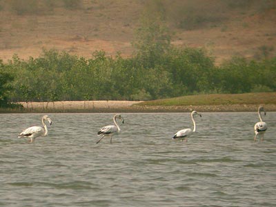 Flamant rose Phoenicopterus (ruber) roseus cliquer pour agrandir l'image