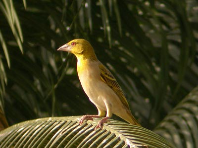 Tisserin gendarme Ploceus cucullatus cliquer pour agrandir l'image