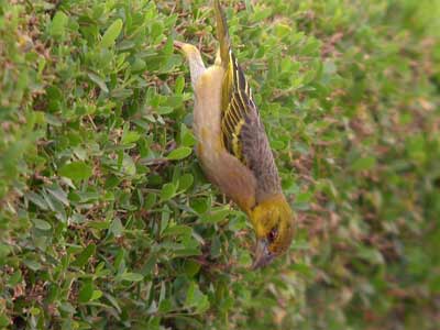 Tisserin gendarme Ploceus cucullatus cliquer pour agrandir l'image