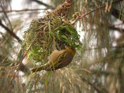 Tisserin gendarme Ploceus cucullatus cliquer pour agrandir l'image