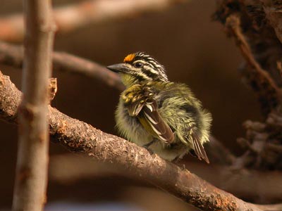 Barbion à front jaune Pogoniulus chrysoconus cliquer pour agrandir l'image